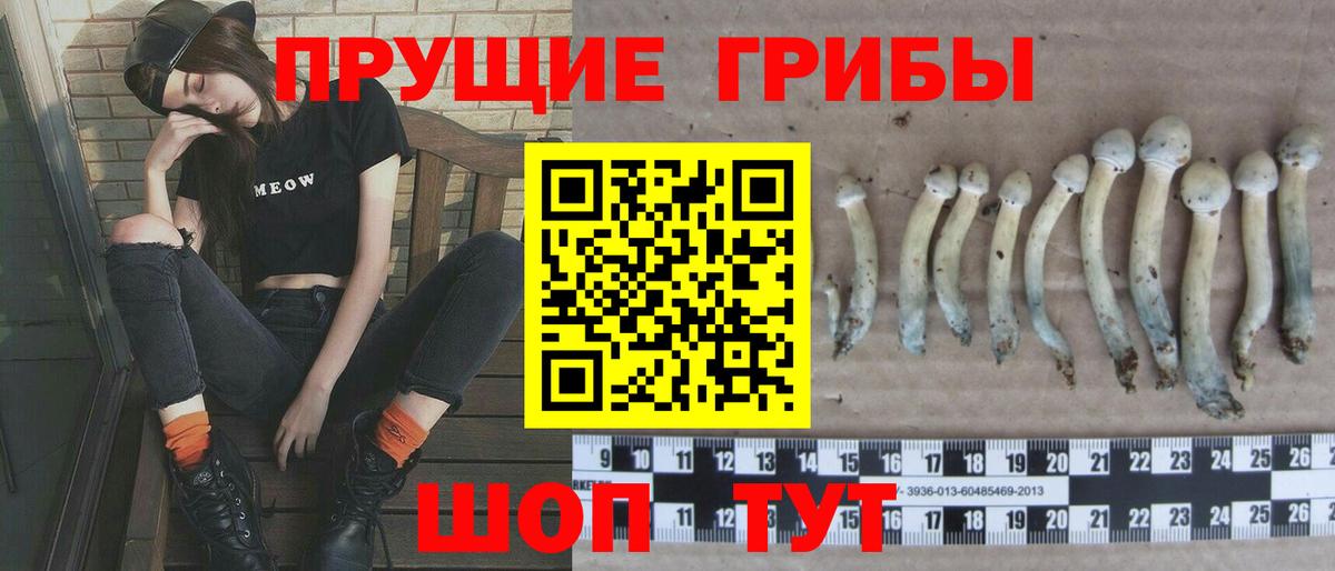 Галлюциногенные грибы Psilocybine cubensis Якутск
